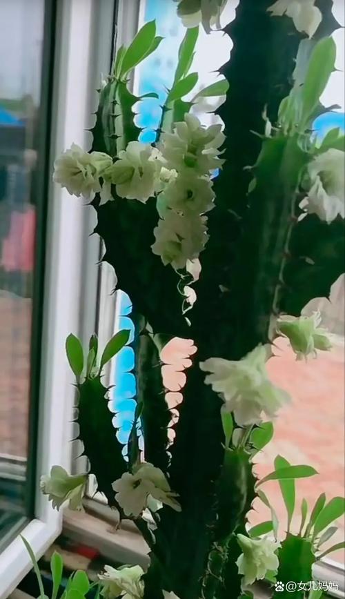 龙骨花的花语和寓意，有什么传说故事，龙骨花 寓意-第1张图片-优品飞百科