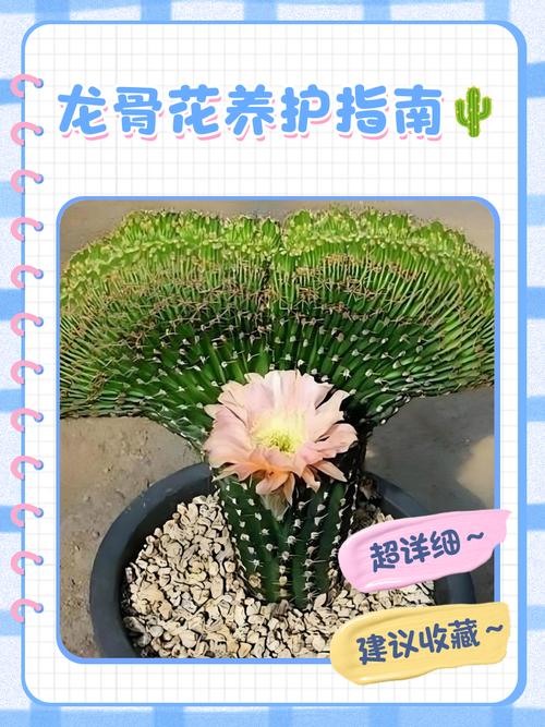 龙骨花的花语和寓意，有什么传说故事，龙骨花 寓意-第2张图片-优品飞百科