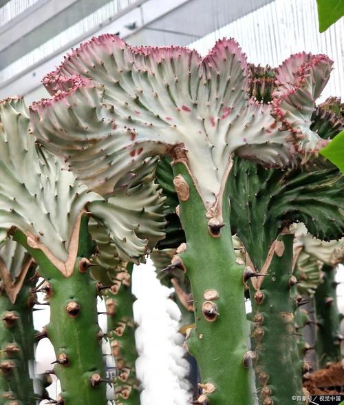 龙骨花的花语和寓意，有什么传说故事，龙骨花 寓意-第3张图片-优品飞百科