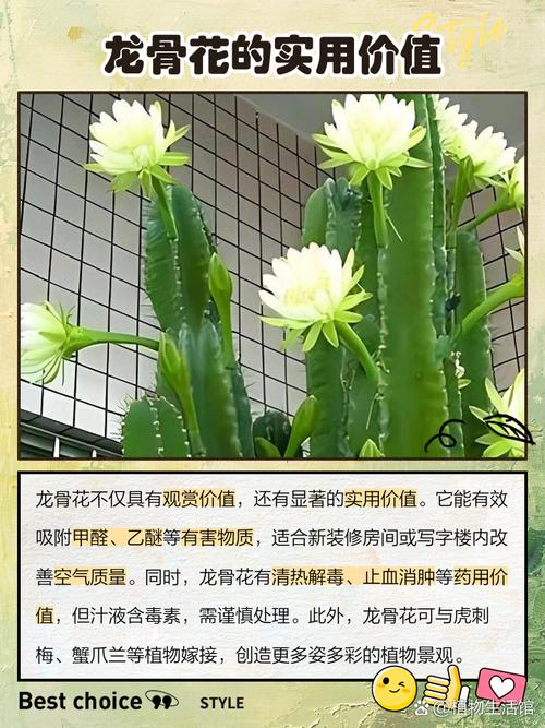 龙骨花的花语和寓意，有什么传说故事，龙骨花 寓意-第4张图片-优品飞百科