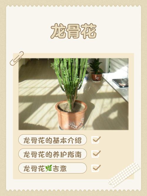 龙骨花的花语和寓意，有什么传说故事，龙骨花 寓意-第5张图片-优品飞百科