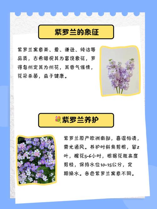 紫罗兰代表什么意思?紫罗兰代表啥?-第2张图片-优品飞百科 紫罗兰代表什么意思?紫罗兰代表啥?-第2张图片-优品飞百科