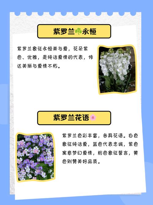 紫罗兰代表什么意思?紫罗兰代表啥?-第4张图片-优品飞百科 紫罗兰代表什么意思?紫罗兰代表啥?-第4张图片-优品飞百科