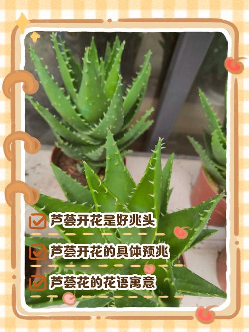 芦荟开花吗?开花象征着什么，芦荟开花吗?开花象征着什么意思？-第1张图片-优品飞百科