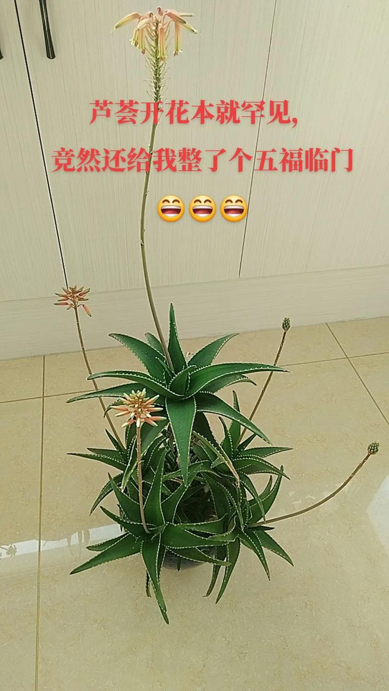 芦荟开花吗?开花象征着什么，芦荟开花吗?开花象征着什么意思？-第3张图片-优品飞百科