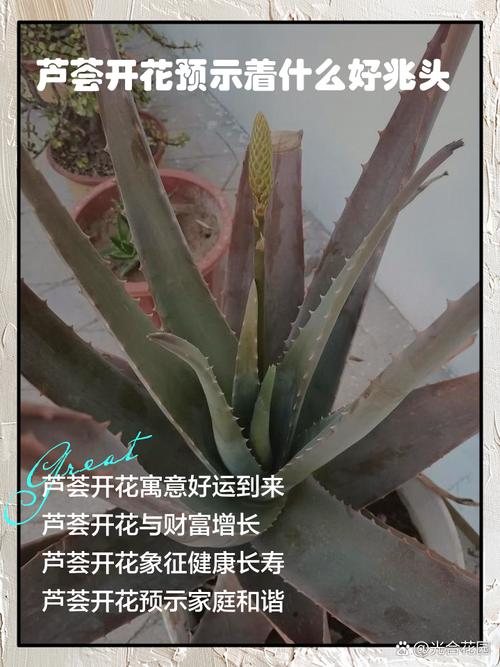 芦荟开花吗?开花象征着什么，芦荟开花吗?开花象征着什么意思？-第4张图片-优品飞百科