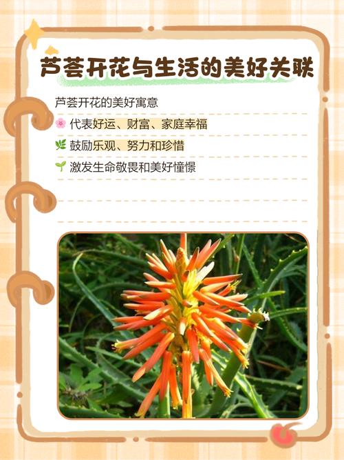 芦荟开花吗?开花象征着什么，芦荟开花吗?开花象征着什么意思？-第5张图片-优品飞百科