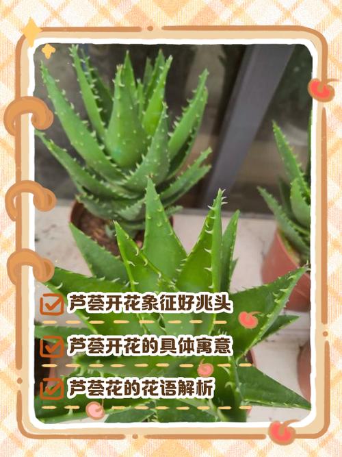 芦荟开花吗?开花象征着什么，芦荟开花吗?开花象征着什么意思？-第6张图片-优品飞百科