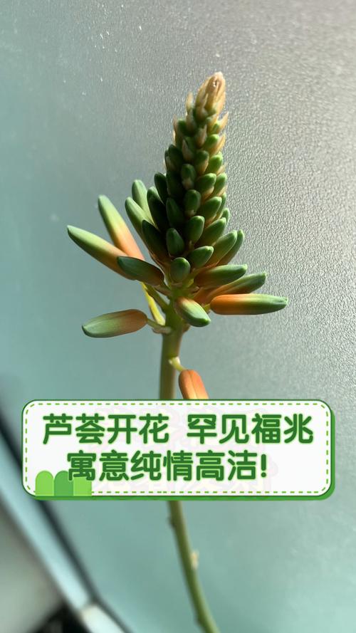 芦荟开花吗?开花象征着什么，芦荟开花吗?开花象征着什么意思？-第7张图片-优品飞百科