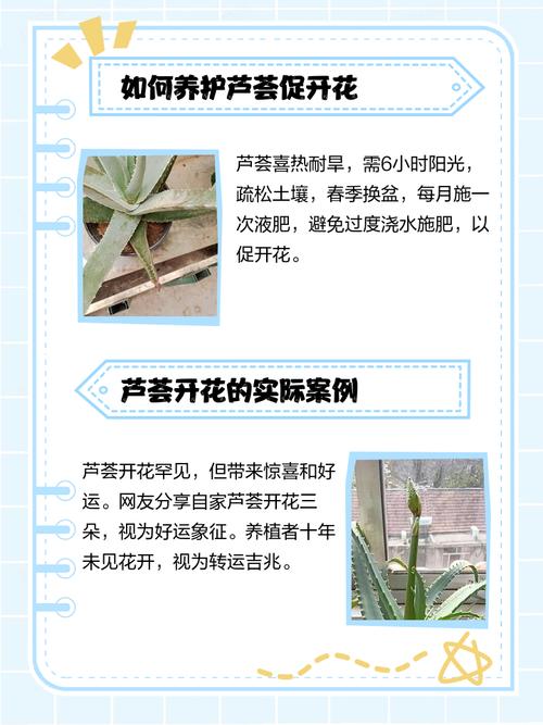 芦荟开花吗?开花象征着什么，芦荟开花吗?开花象征着什么意思？-第8张图片-优品飞百科