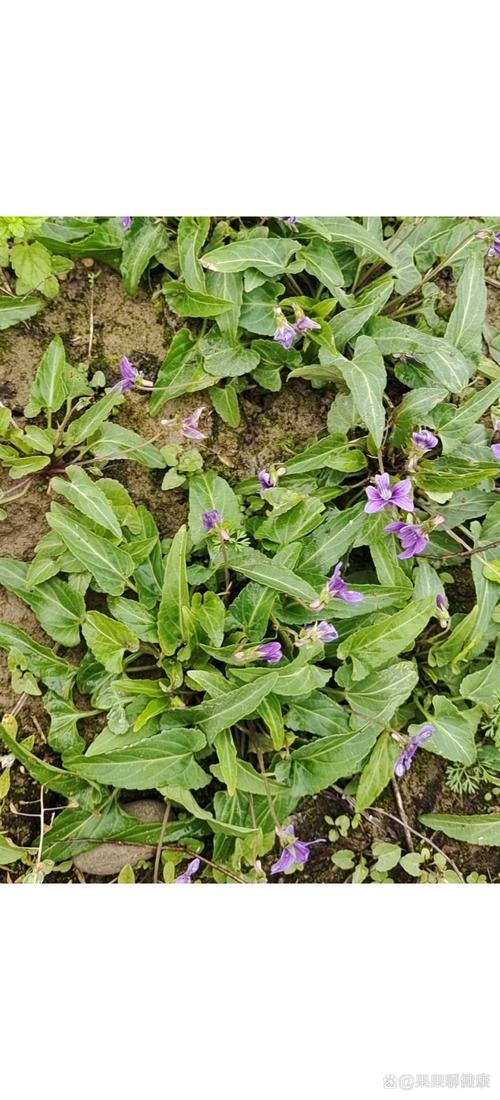 紫花地丁与黄花地丁的区别，紫花地丁和黄花地丁功效-第1张图片-优品飞百科
