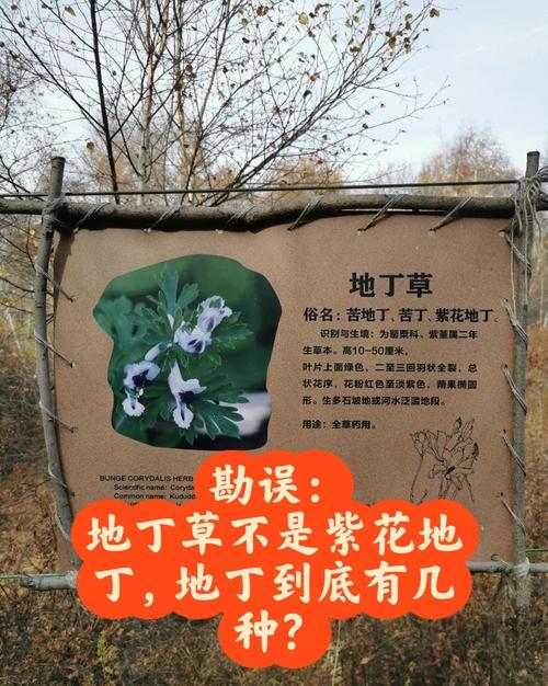 紫花地丁与黄花地丁的区别，紫花地丁和黄花地丁功效-第2张图片-优品飞百科