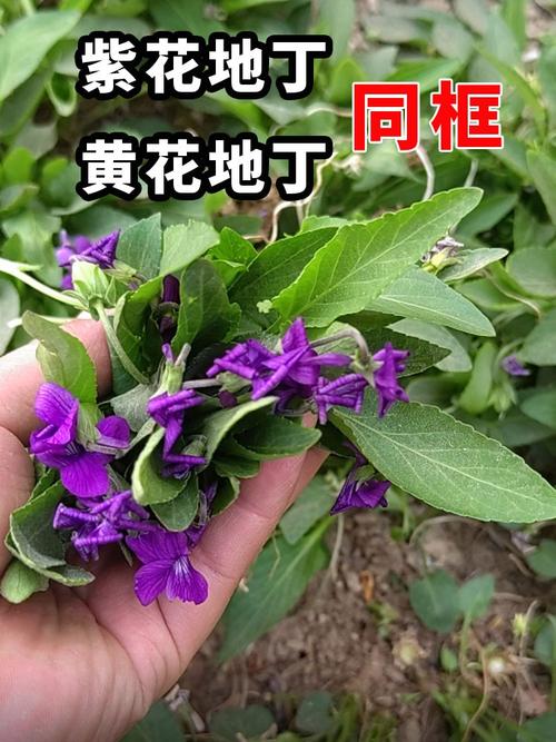 紫花地丁与黄花地丁的区别，紫花地丁和黄花地丁功效-第3张图片-优品飞百科