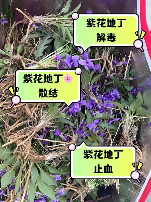 紫花地丁与黄花地丁的区别，紫花地丁和黄花地丁功效-第4张图片-优品飞百科