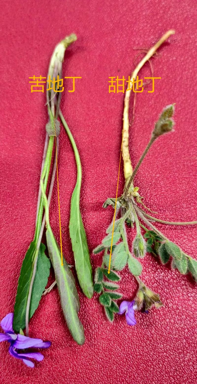 紫花地丁与黄花地丁的区别，紫花地丁和黄花地丁功效-第5张图片-优品飞百科