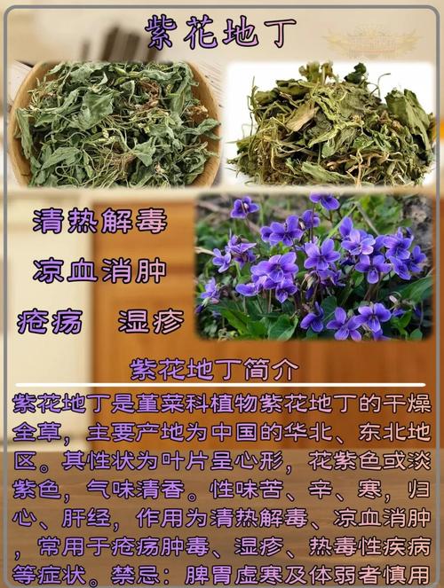 紫花地丁与黄花地丁的区别，紫花地丁和黄花地丁功效-第6张图片-优品飞百科