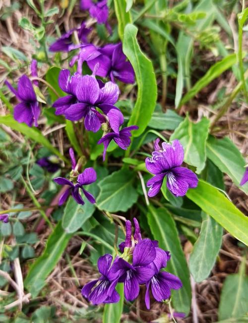 紫花地丁与黄花地丁的区别，紫花地丁和黄花地丁功效-第7张图片-优品飞百科