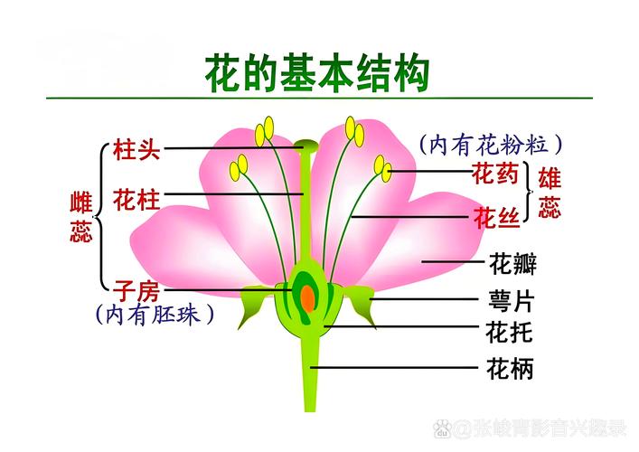 桃花长什么样子，桃花有什么特点，桃花长什么样子,桃花有什么特点呢？-第5张图片-优品飞百科