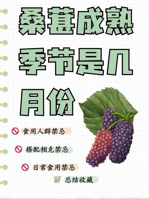 桑葚的吃法,桑葚粉的吃法和用量?-第2张图片-优品飞百科 桑葚的吃法,桑葚粉的吃法和用量?-第2张图片-优品飞百科