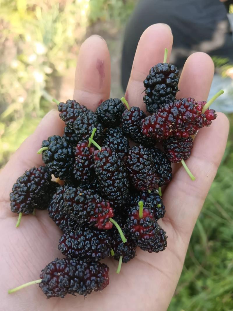 桑葚的吃法,桑葚粉的吃法和用量?-第5张图片-优品飞百科 桑葚的吃法,桑葚粉的吃法和用量?-第5张图片-优品飞百科