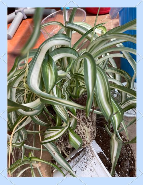 西南吊兰的养殖方法？西南吊兰的养殖方法视频？