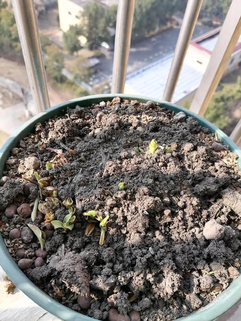 西南吊兰的养殖方法？西南吊兰的养殖方法视频？-第2张图片-优品飞百科