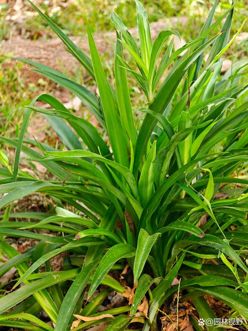 西南吊兰的养殖方法？西南吊兰的养殖方法视频？-第3张图片-优品飞百科