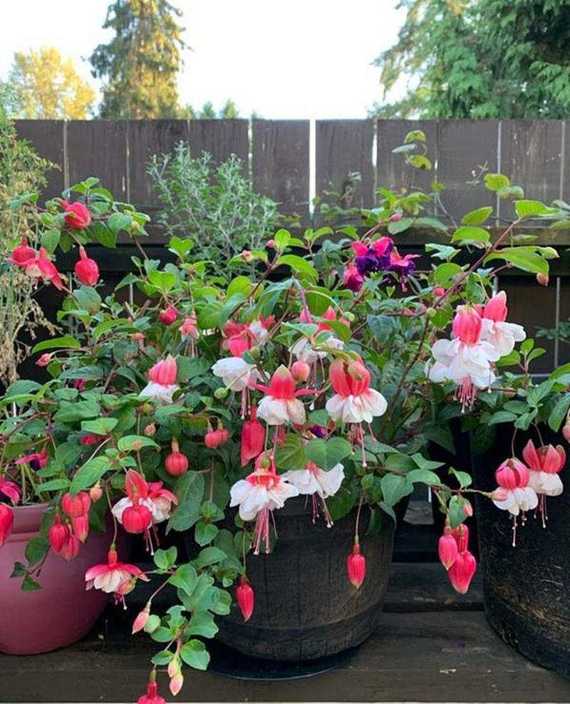 西南吊兰的养殖方法？西南吊兰的养殖方法视频？-第4张图片-优品飞百科