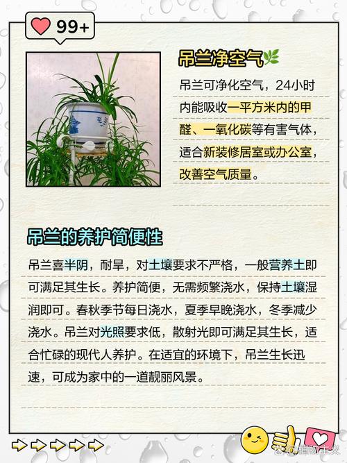 西南吊兰的养殖方法？西南吊兰的养殖方法视频？-第5张图片-优品飞百科