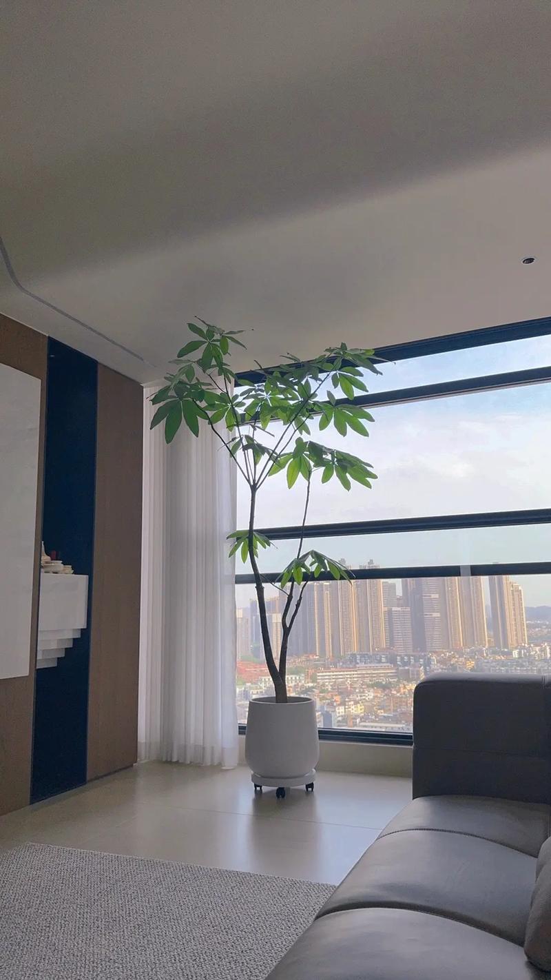 西南吊兰的养殖方法？西南吊兰的养殖方法视频？-第7张图片-优品飞百科