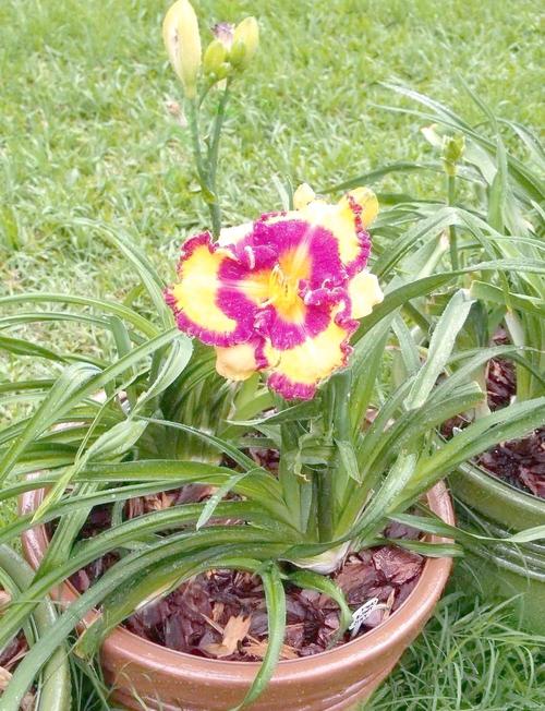 西南吊兰的养殖方法？西南吊兰的养殖方法视频？-第8张图片-优品飞百科