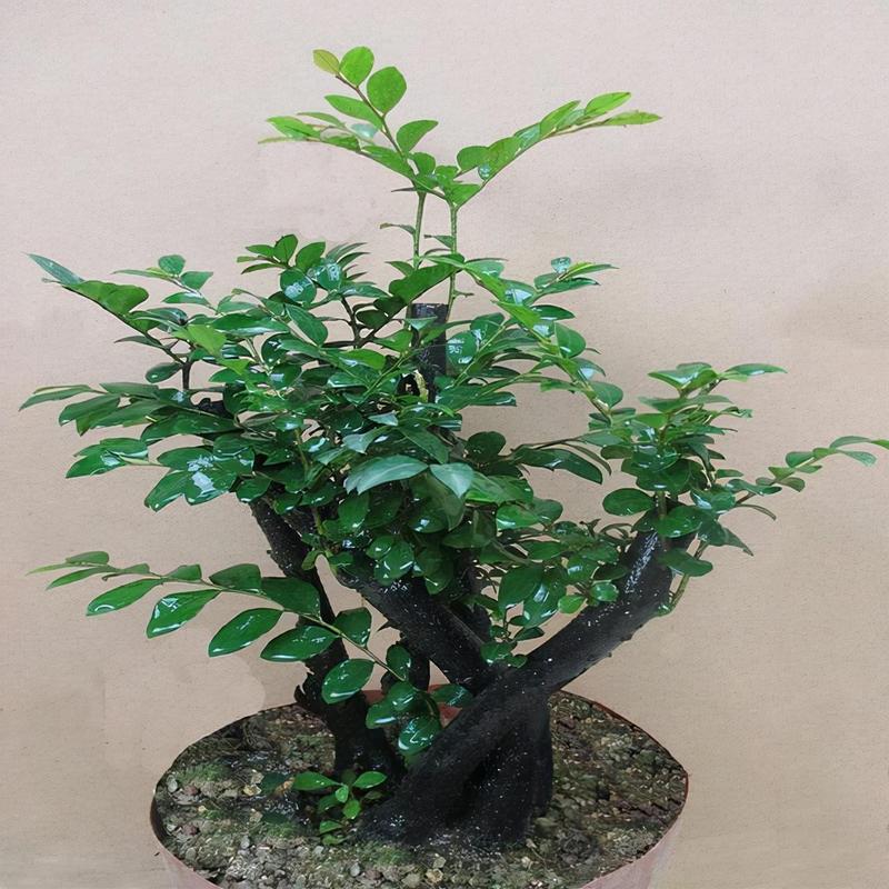 小叶紫檀的风水作用，小叶紫檀的风水作用与禁忌-第1张图片-优品飞百科