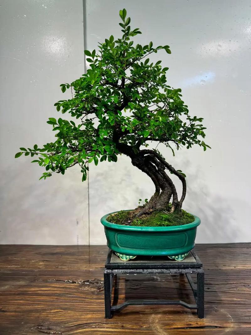 小叶紫檀的风水作用，小叶紫檀的风水作用与禁忌-第2张图片-优品飞百科