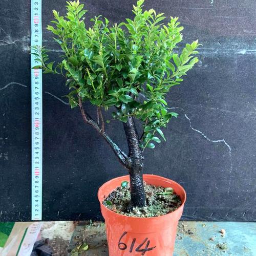 小叶紫檀的风水作用，小叶紫檀的风水作用与禁忌-第4张图片-优品飞百科