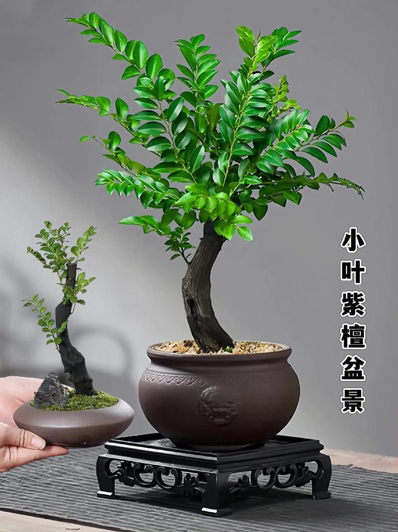 小叶紫檀的风水作用，小叶紫檀的风水作用与禁忌-第5张图片-优品飞百科