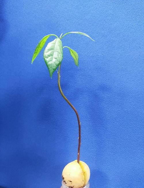 牛油果种子怎么种,牛油果图片,牛油果的种子怎么栽种?-第2张图片-优品飞百科 牛油果种子怎么种,牛油果图片,牛油果的种子怎么栽种?-第2张图片-优品飞百科