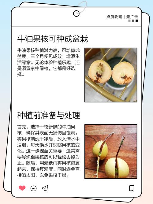 牛油果种子怎么种,牛油果图片,牛油果的种子怎么栽种?-第4张图片-优品飞百科 牛油果种子怎么种,牛油果图片,牛油果的种子怎么栽种?-第4张图片-优品飞百科