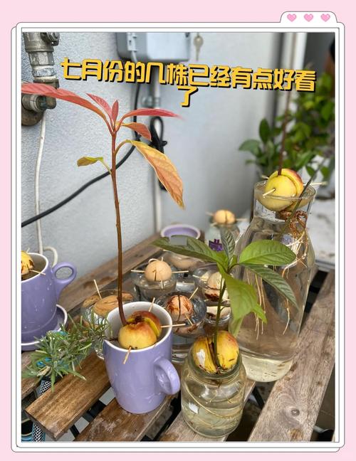 牛油果种子怎么种,牛油果图片,牛油果的种子怎么栽种?-第5张图片-优品飞百科 牛油果种子怎么种,牛油果图片,牛油果的种子怎么栽种?-第5张图片-优品飞百科