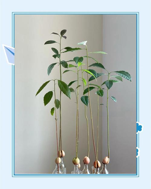 牛油果种子怎么种,牛油果图片,牛油果的种子怎么栽种?-第6张图片-优品飞百科 牛油果种子怎么种,牛油果图片,牛油果的种子怎么栽种?-第6张图片-优品飞百科