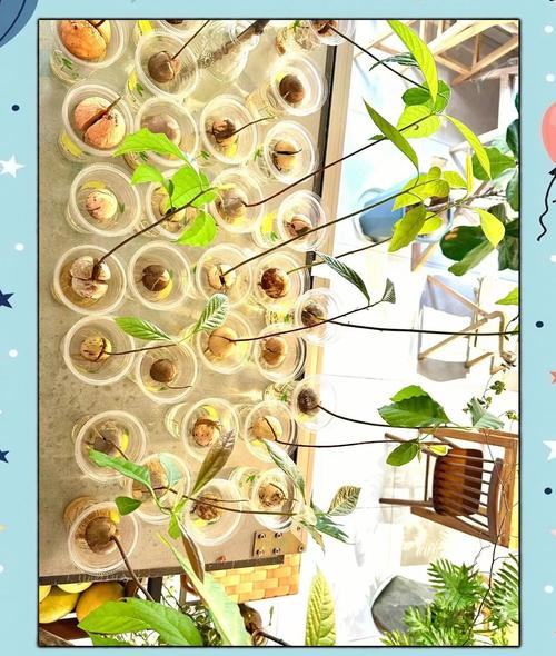 牛油果种子怎么种,牛油果图片,牛油果的种子怎么栽种?-第7张图片-优品飞百科 牛油果种子怎么种,牛油果图片,牛油果的种子怎么栽种?-第7张图片-优品飞百科