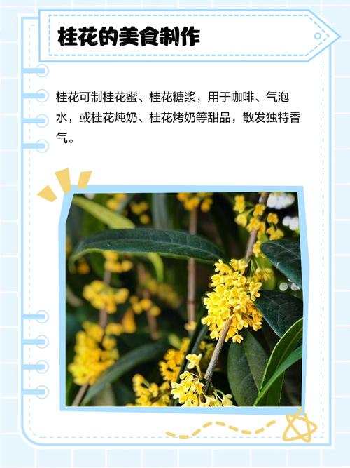 桂花如何处理才能食用，有哪些食用方法，桂花的处理方法-第2张图片-优品飞百科