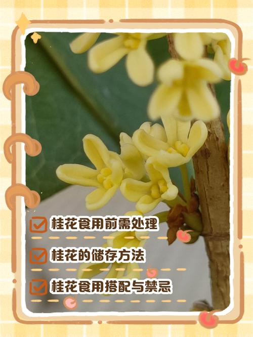 桂花如何处理才能食用，有哪些食用方法，桂花的处理方法-第4张图片-优品飞百科