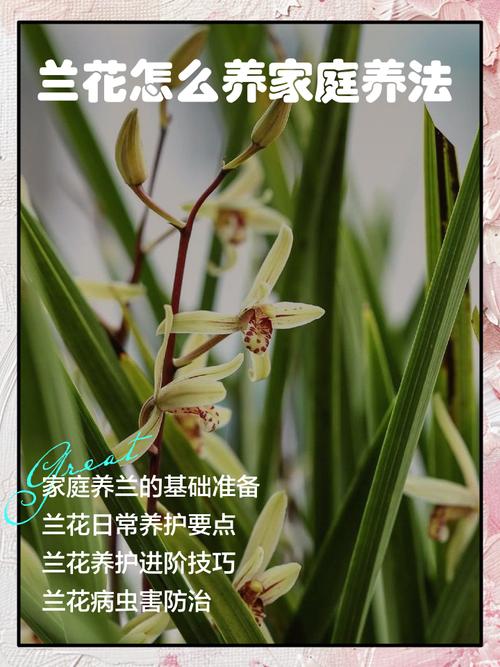 白兰花可以放在卧室吗，白兰花放在卧室里有影响吗？-第1张图片-优品飞百科