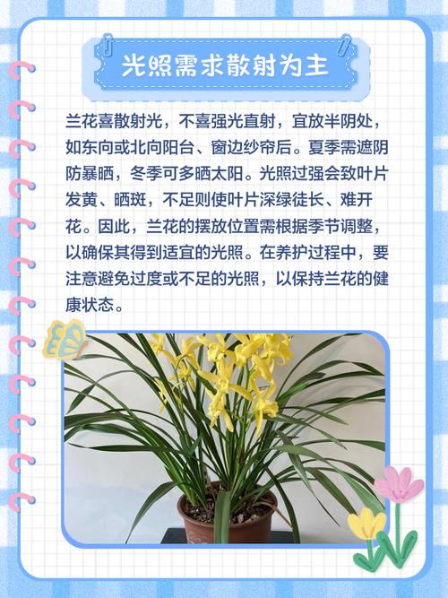 白兰花可以放在卧室吗，白兰花放在卧室里有影响吗？-第2张图片-优品飞百科