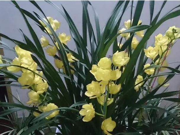 白兰花可以放在卧室吗，白兰花放在卧室里有影响吗？-第3张图片-优品飞百科