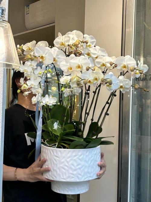 白兰花可以放在卧室吗，白兰花放在卧室里有影响吗？-第5张图片-优品飞百科