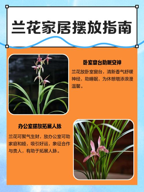 白兰花可以放在卧室吗，白兰花放在卧室里有影响吗？-第6张图片-优品飞百科