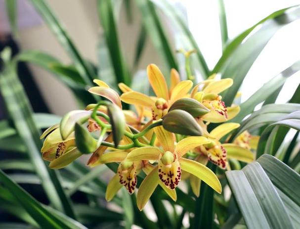 白兰花可以放在卧室吗，白兰花放在卧室里有影响吗？-第7张图片-优品飞百科