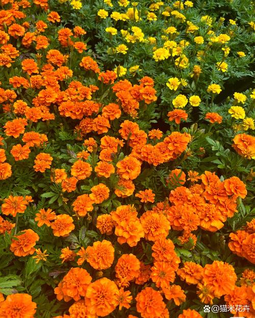 孔雀草的花语和象征意义？孔雀草的花语和象征意义作文？-第1张图片-优品飞百科