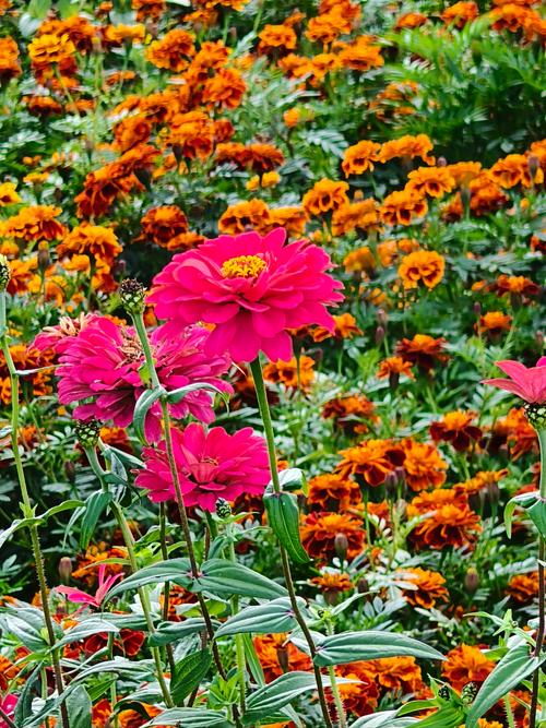 孔雀草的花语和象征意义？孔雀草的花语和象征意义作文？-第2张图片-优品飞百科